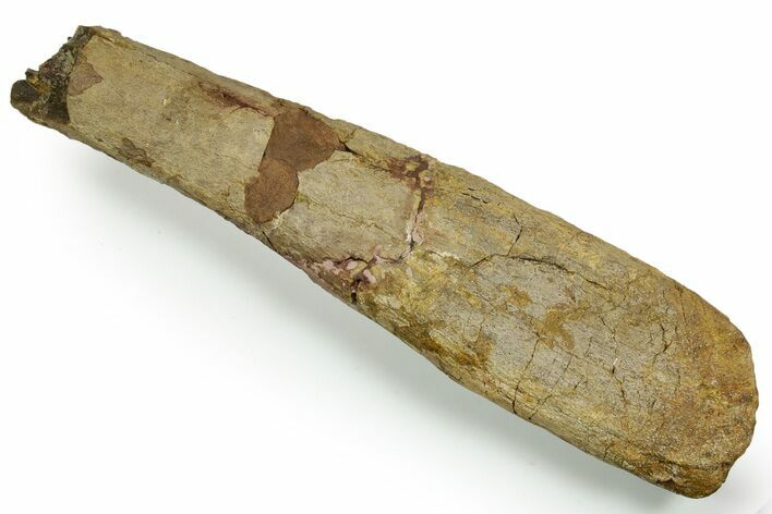 Hadrosaur (Edmontosaurus) Radius Section - Wyoming #371506